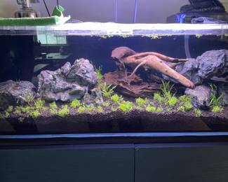 Beautiful 10-Gallon Aquarium