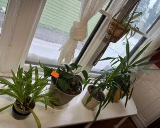 204 Heirloom Houseplant Selection