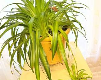 204 Heirloom Houseplant Sampler