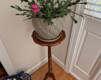 Christmas Cactus (Schlumbergera) in Quilted Ceramic Pot with Wooden Plant Stand