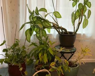 Living Kitchen Plants 