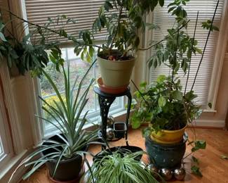 Live Indoor Window Plants