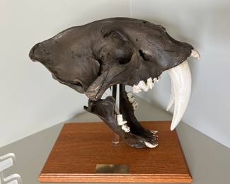 Sabre tooth tiger replica