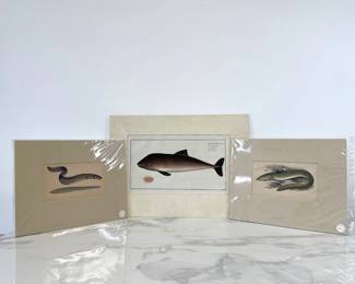 Lot 370 Antique Marine Animals Handcolored Art Prints