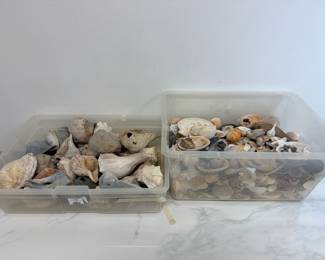 Lot 413 Natural Curiosities Seashells