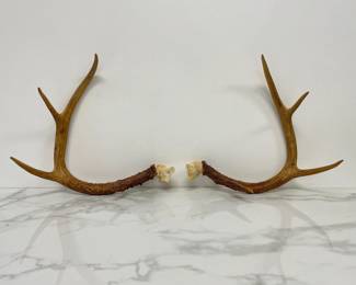 Lot 466 Deer Antlers Natural Curiosity