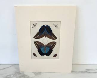 Lot 364 Butterflies Antique Handcolored Art Print  Pieter Cramer