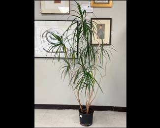 Lot 589 Large Plant