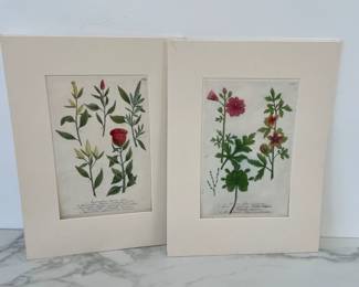 Lot 360 Antique Handcolored Botanical Engraving Art