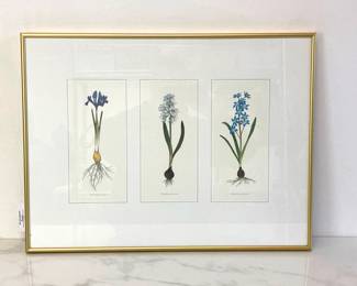 Lot 418 Botanical Illustrations Art Print