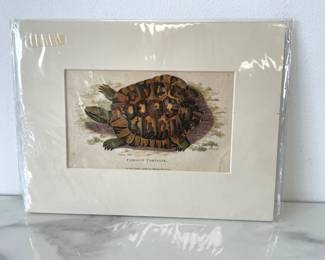 Lot 354 G. Kearsley  Common Tortoise  Antique Handcolored Engraving Art