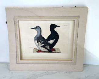 Lot 352 Black Guillemot Bird Handcolored Lithograph Art Print