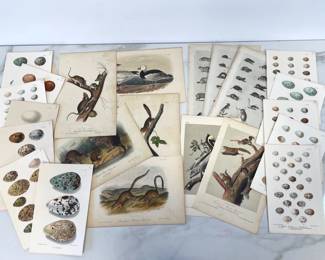 Lot 362 Vintage Audubon Art Prints  British Bird Egg Prints