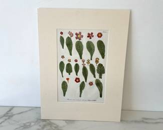 Lot 355 J W Weinmann  Antique 1739 Primula Veris Variorum Colorum  Botanical Art Print