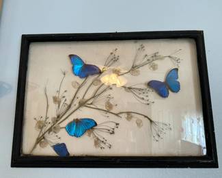 Blue Morpho Butterfly Display 