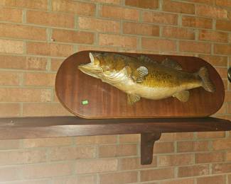 Mounted bass fish  Very nice