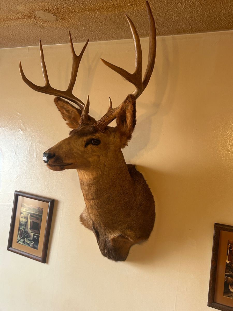 Mule deer head 