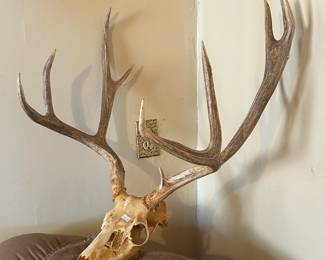 Mule deer skull and rack