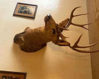 Mule deer head 