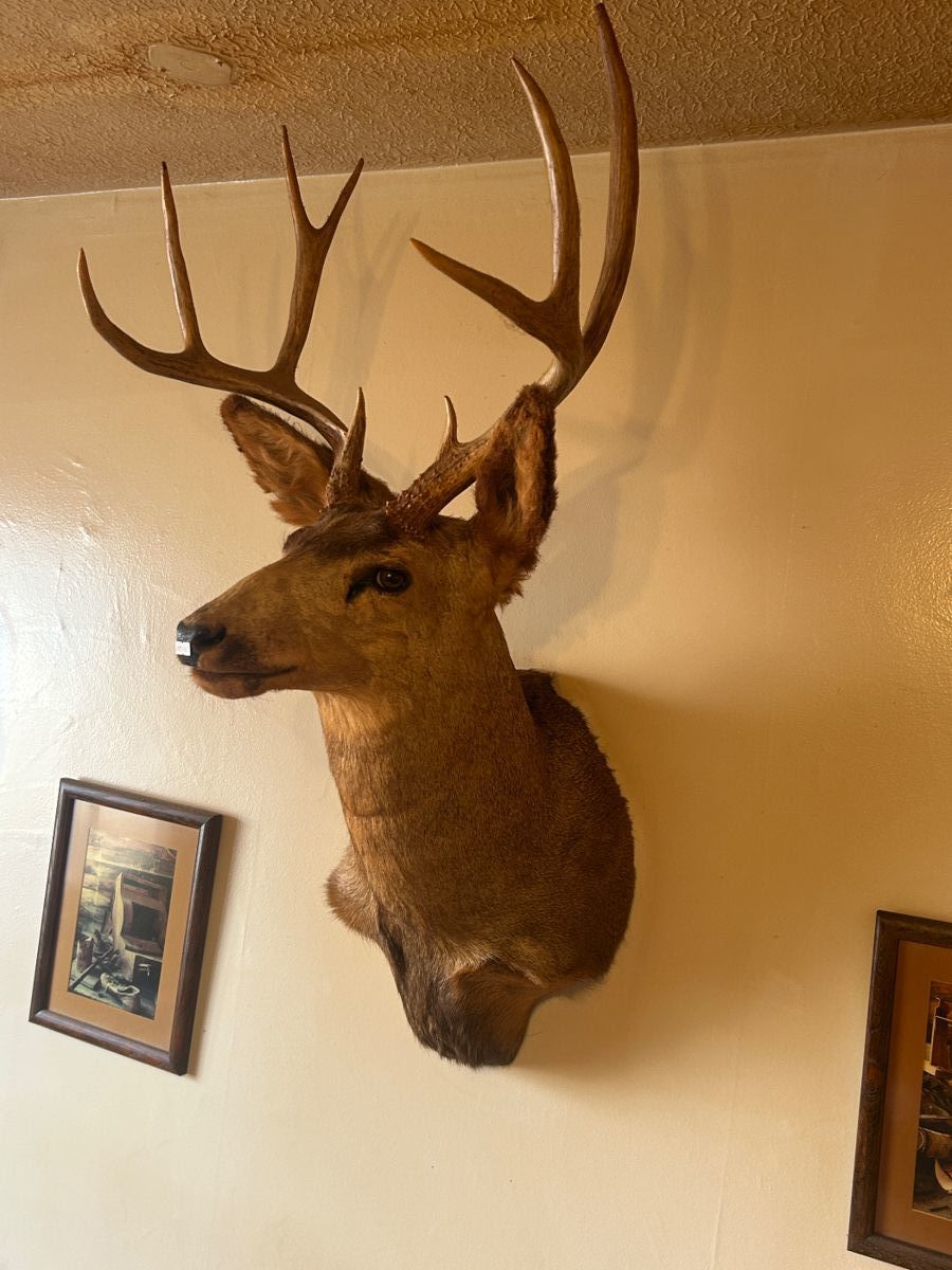 Mule deer head 