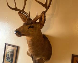 Mule deer head 
