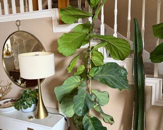Fiddle, leaf, fig, and large cactus