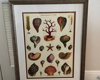 Antique "Merveilles de la Mer" Natural History Print by Cavallini & Co.