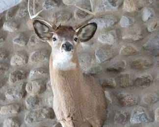 Taxidermy Buck