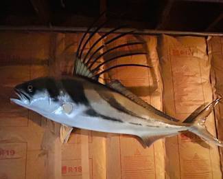 Taxidermy fish 