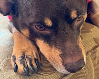 Zelda Adorable. FAMILY PET. NFS