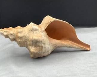 One of many seashells from many oceans