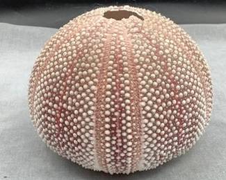 Sea urchin