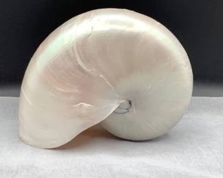 Nautilus shell