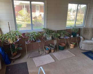 Live Christmas Cactus Plants, swivel chair