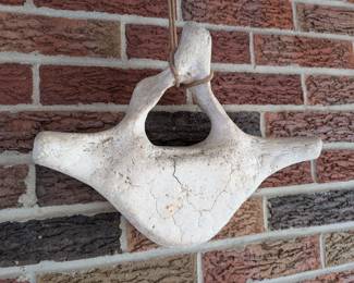 WHALE VERTEBRA