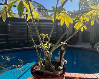 Braided Money Tree (Pachira aquatica)
