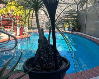 Beaucarnea Recurvata (Ponytail Palm) in Decorative Pot with Solar Torch Light