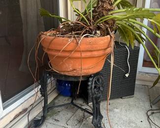 Philodendron bipinnatifidum (Selloum)