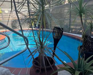 Dracaena Marginata 'Tricolor' in Terracotta Pot