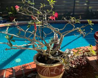Large Adenium Desert Rose Bonsai Tree
