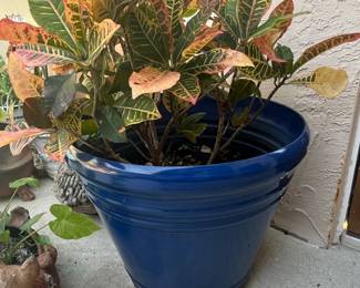 Croton Petra Plant in Blue Pot