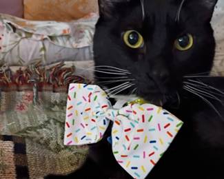 Apollo Party with Sassies Birthday!! ( family pet, NFS!)