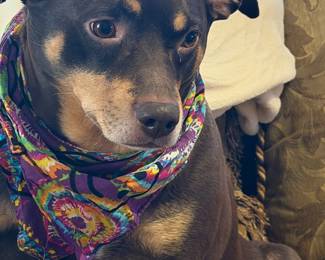 Zelda ( Family Pet,, we know this by now right? She is NFS)!