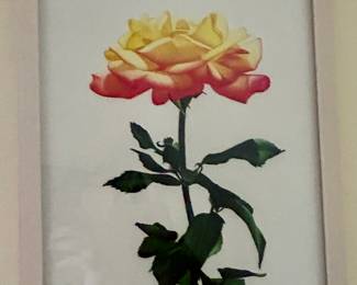 Framed Rose Print