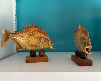 Piranhas.