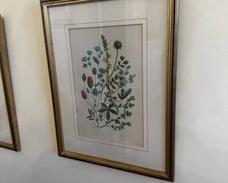 R54 - $75. Set of 4 Botanical Prints. Framed each measures 10.25" x 13.25".