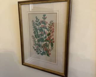 R54 - $75. Set of 4 Botanical Prints. Framed each measures 10.25" x 13.25".