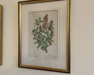 R54 - $75. Set of 4 Botanical Prints. Framed each measures 10.25" x 13.25".