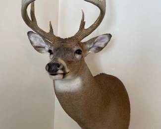 Deer head
