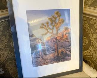 Framed Photograph of Joshua Tree National Park by Shot by Clint